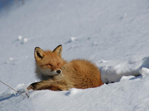 Hokkaido winter vacation in Japan, self guided