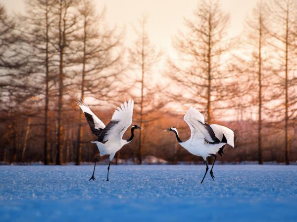 Hokkaido winter vacation in Japan, self guided