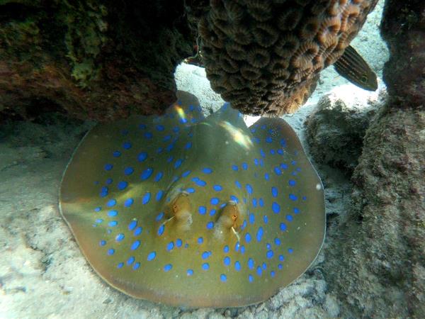 Advanced diving holidays in Dahab