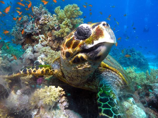 Advanced diving holidays in Dahab