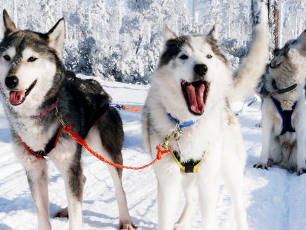 Lapland husky safari and activity holiday, Finland