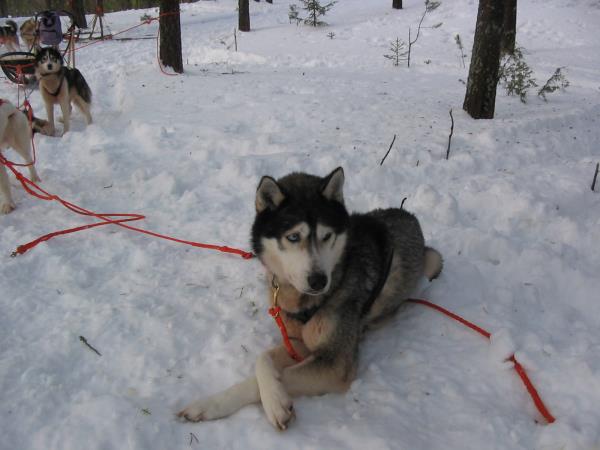 Lapland husky safari and activity holiday, Finland