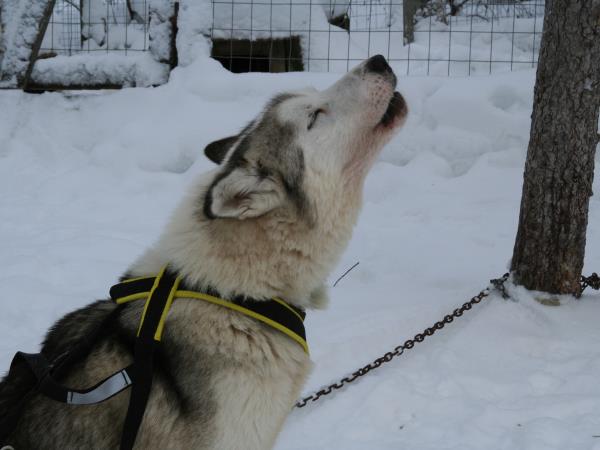 Lapland husky safari and activity holiday, Finland