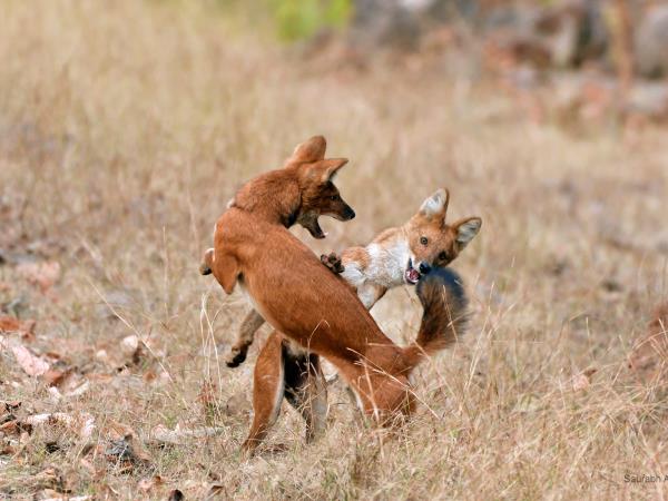 Tiger and wildlife photography tour, India