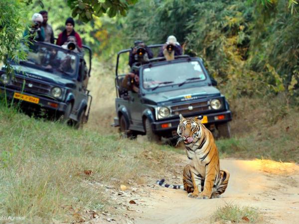 Tiger and wildlife photography tour, India