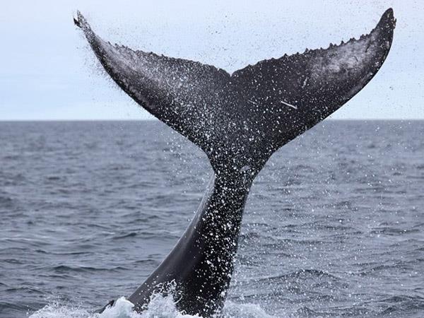Iceland circumnavigation cruise
