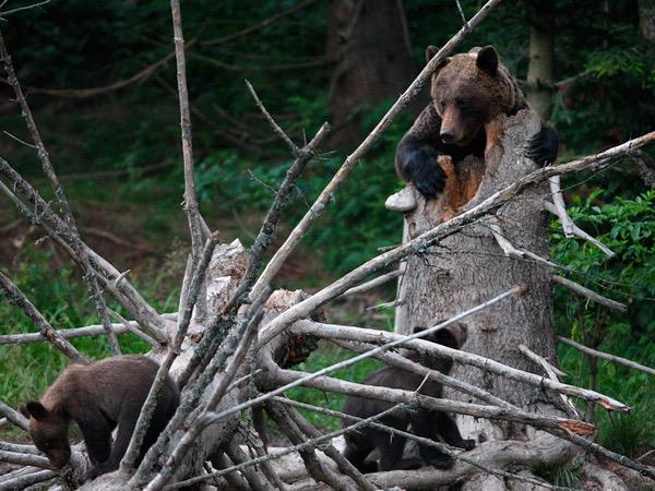 Poland wildlife vacation, Wolves, Bears & Lynx