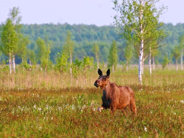 Poland wildlife vacation, birds & mammals