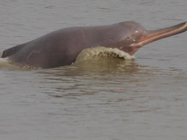 Nepal dolphin watching vacation