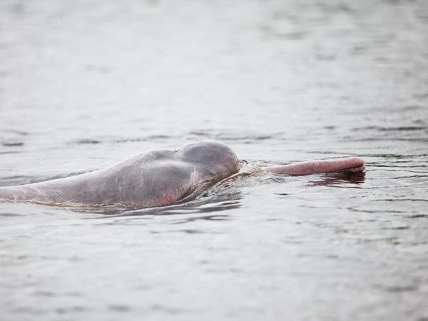 Nepal dolphin watching vacation