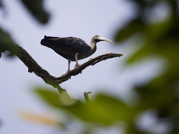 Nepal dolphin watching vacation