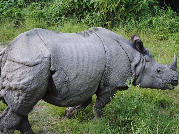Nepal dolphin watching vacation