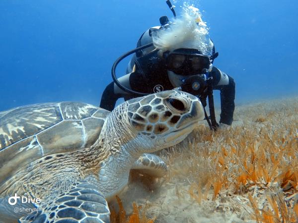 Family scuba diving holidays for certified divers, Red Sea