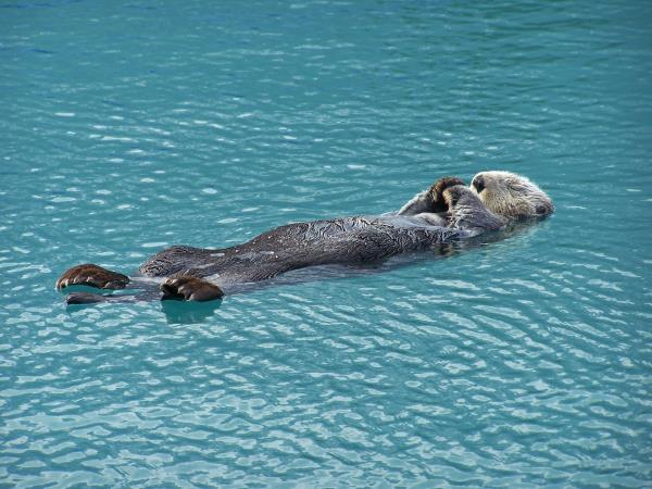 Alaska classic tour, glaciers and grizzly bears