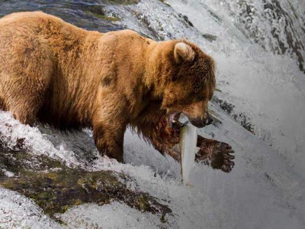 Alaska classic tour, glaciers and grizzly bears