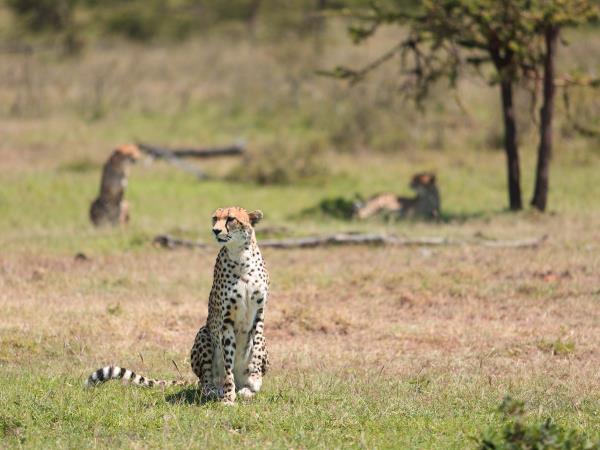 Masai Mara safari & beach vacation, Kenya