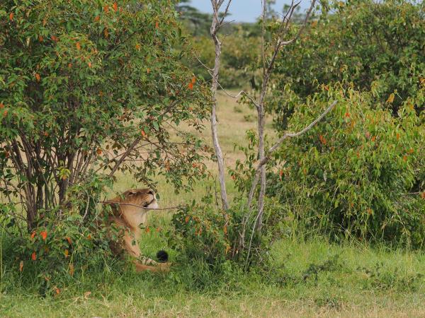 Kenya migration safari vacation