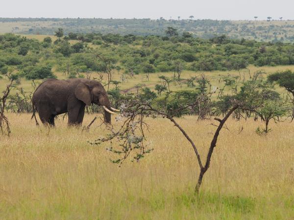 Kenya migration safari vacation