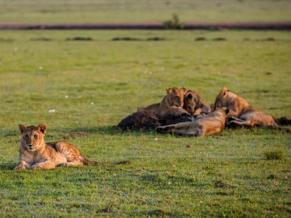 Kenya safaris, Masai Mara