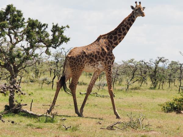 Kenya safaris, Masai Mara