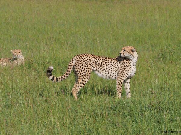 Masai Mara luxury camping safari in Kenya