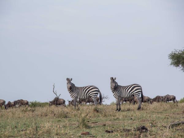 Mara Naboisho Conservancy safari camp