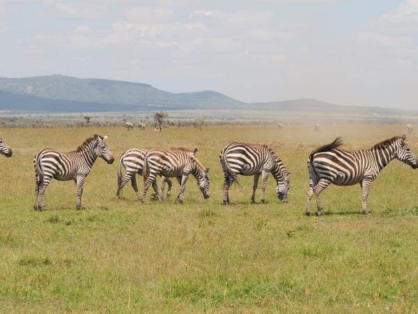 Masai Mara luxury camp vacation, Kenya