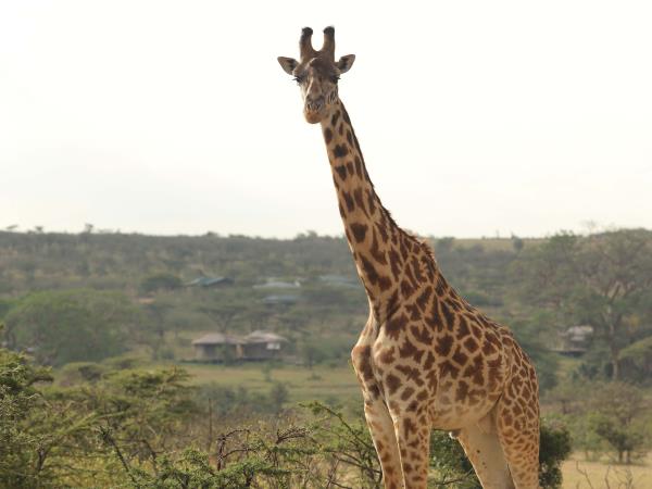 Kenya safari and Diani beach vacation