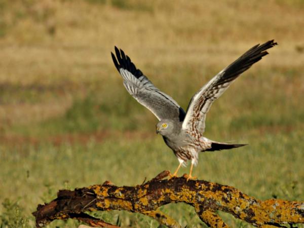 Bird watching vacation in Northern Spain
