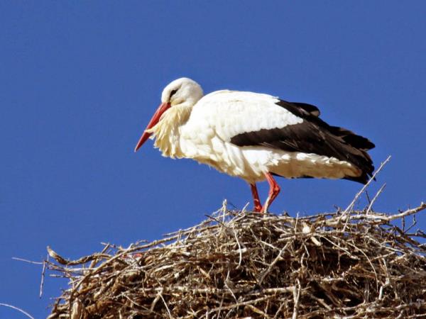 Bird watching vacation in Northern Spain
