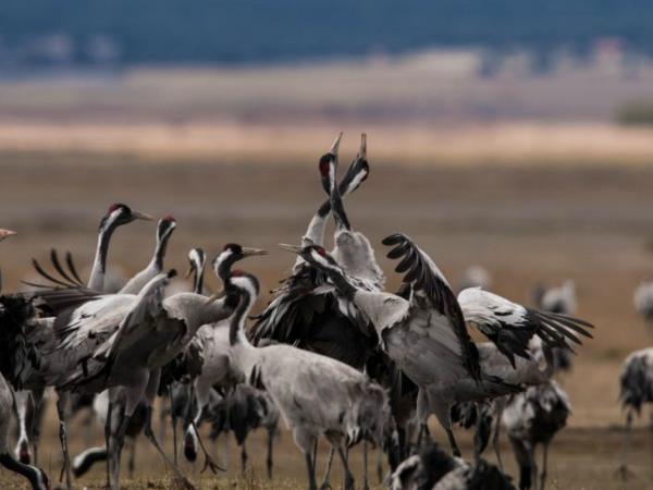 Bird watching vacation in Northern Spain