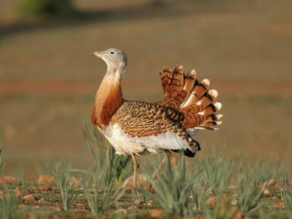 Bird watching vacation in Northern Spain