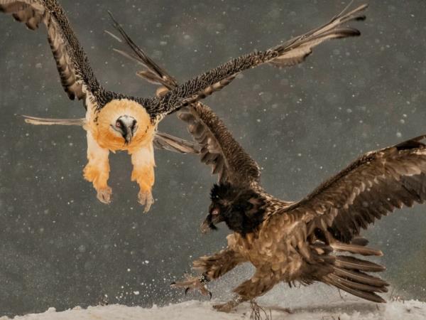 Bird watching vacation in Northern Spain