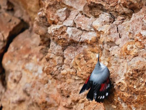 Bird watching vacation in Northern Spain