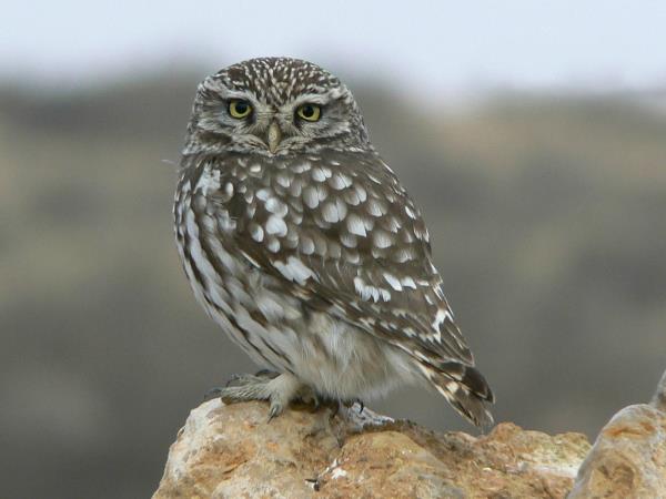 Bird watching vacation in Northern Spain