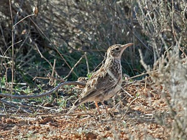 Bird watching vacation in Northern Spain