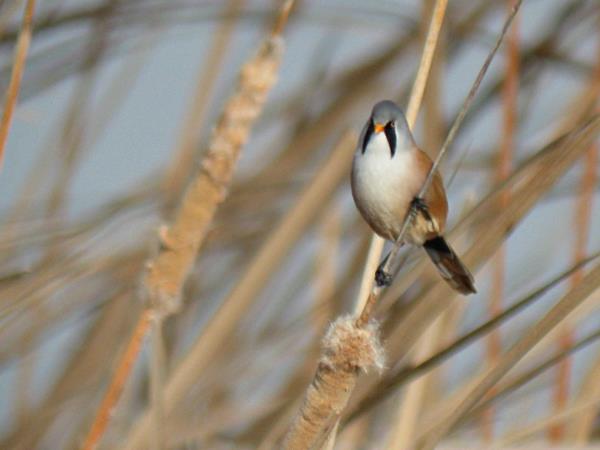 Bird watching vacation in Northern Spain