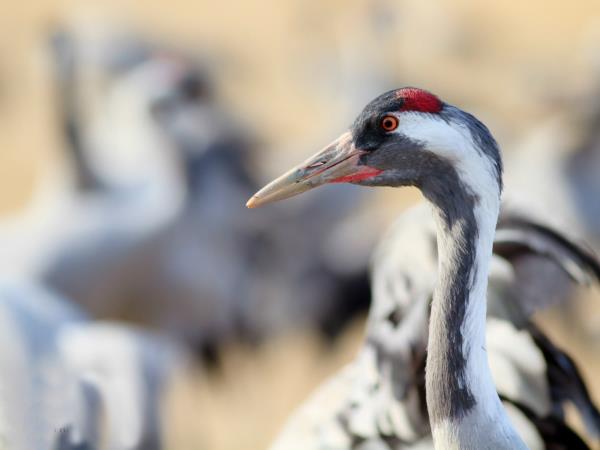 Bird watching vacation in Northern Spain