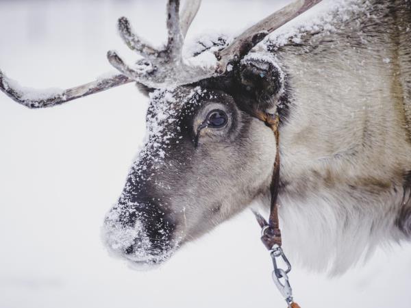 Christmas in Finland, log cabin stay