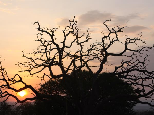 Tanzania National Parks safari, tailor made