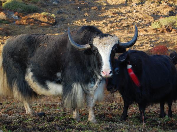 Druk Path Trekking vacation in Bhutan