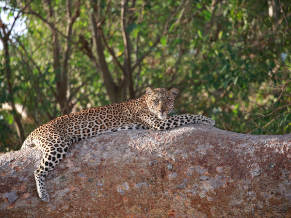 Tanzania National Parks safari, tailor made
