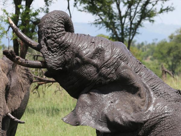 Tanzania National Parks safari, tailor made