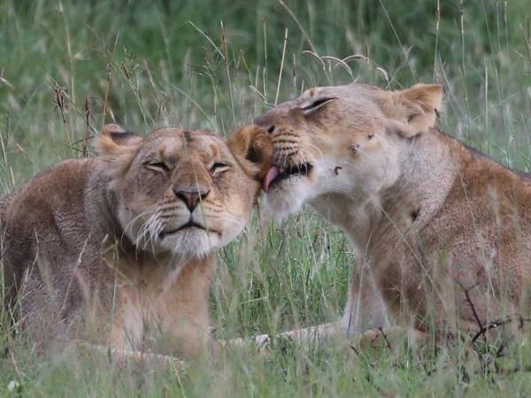Tanzania National Parks safari, tailor made