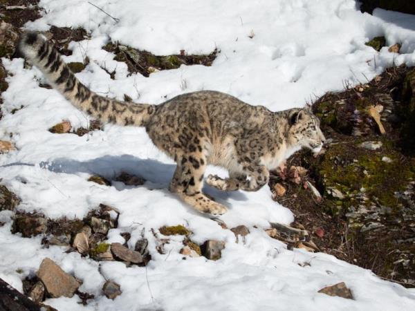 Snow Leopard tracking vacation, Central Asia