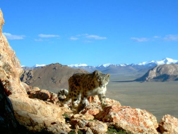 Snow Leopard tracking vacation, Central Asia