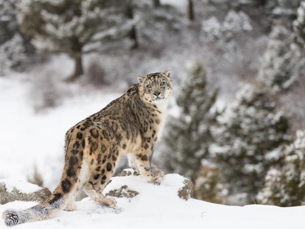 Snow Leopard tracking vacation, Central Asia