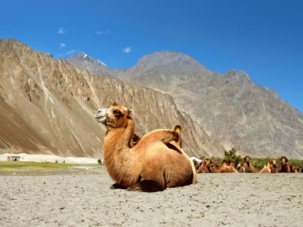 Ladakh adventure vacations, India