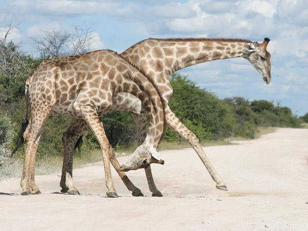 Namibia walking safari, self drive
