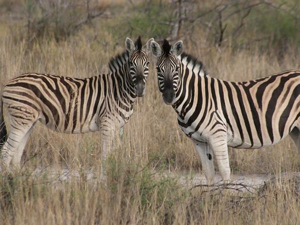 Namibia walking safari, self drive